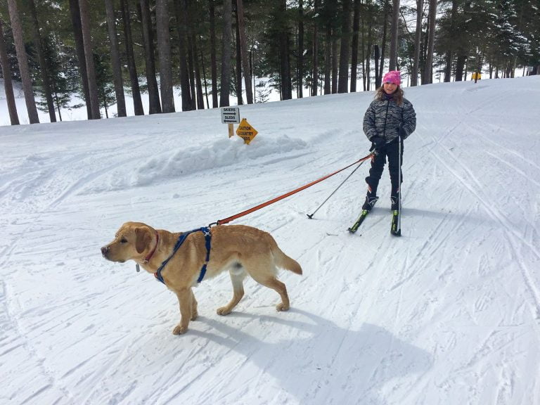 skier with dog on leash