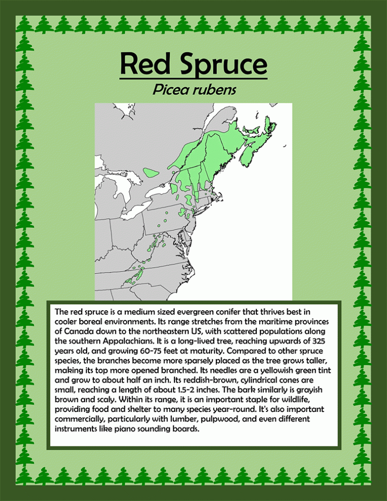 red-spruce