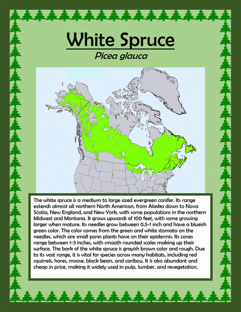 white-spruce